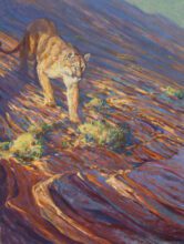Desert Spirit – Cougar – #73