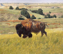 American Bison – #41