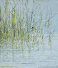 Trumpeter Swan