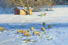 Winter Woolies