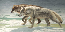 Spring Thaw