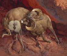 Taking the Measure of a Ram