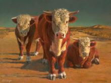 Herefords