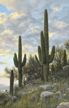 Evening Saguaro