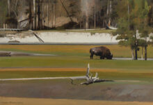 Yellowstone Bison