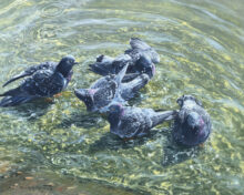 Pigeons in the Park